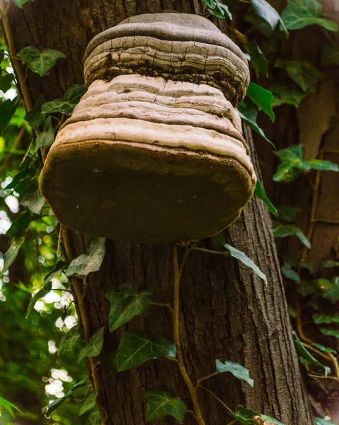 The forest house. The fungus of a tree.