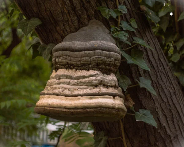 The forest house. The fungus of a tree.