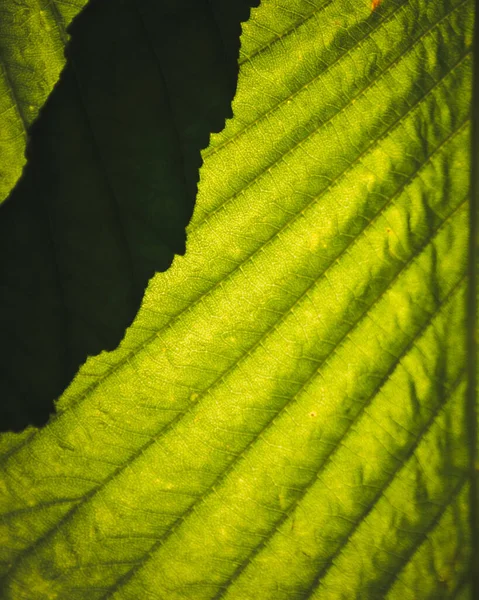 Hojas Plantas Como Fondo — Foto de Stock