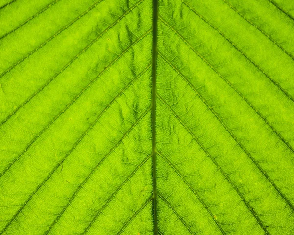 Plantaardige Bladeren Als Achtergrond — Stockfoto