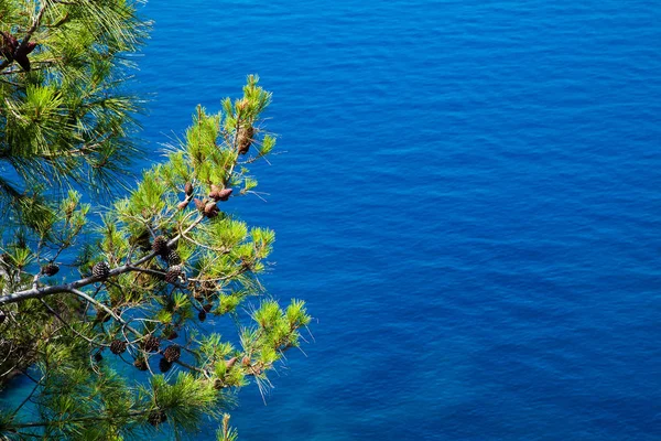 Çamın dalları koni arka planda ile Akdeniz