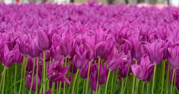 Coltivazione Gigli Viola Tulipani — Foto Stock