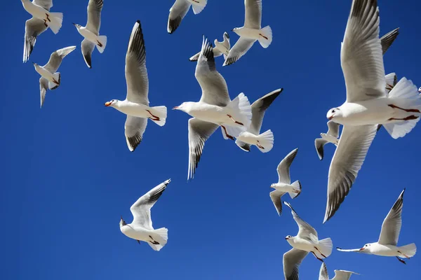 Чайки Летят Поисках Пищи — стоковое фото