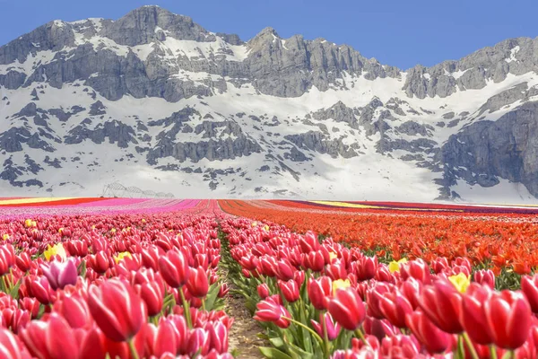 tulip cultivation and landscape texture