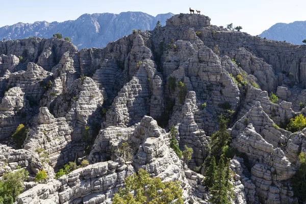 Montañas Salvajes Vida Silvestre Cabras Montaña — Foto de Stock