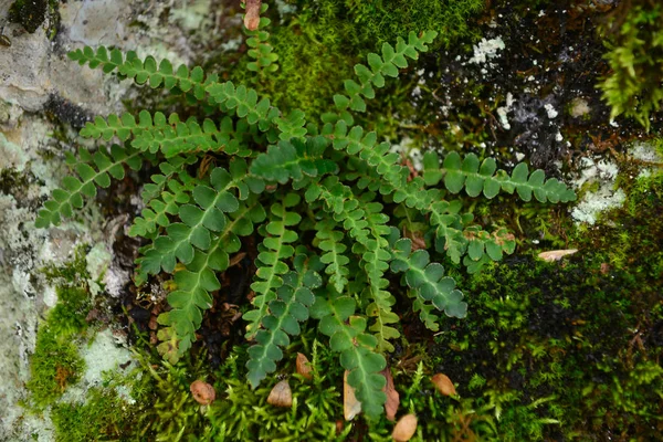 Medicinale Plant Voor Nierstenen — Stockfoto