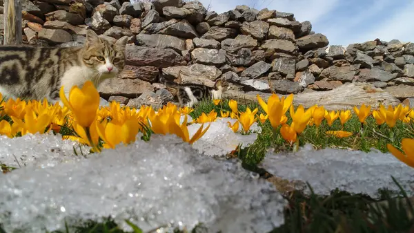 Fiori di croco e texture naturale — Foto Stock