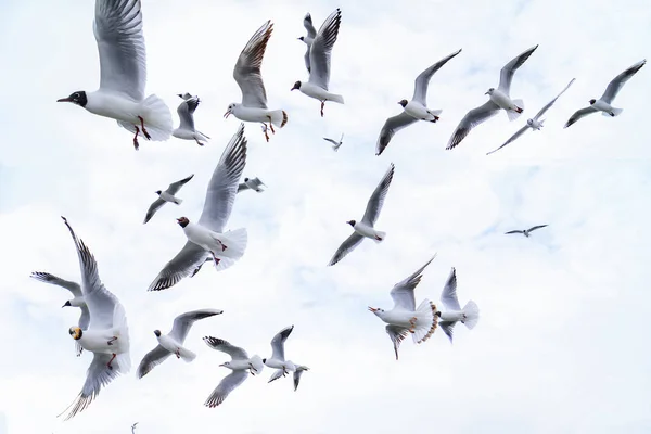 Images of the seagull family flying — Stock Photo, Image