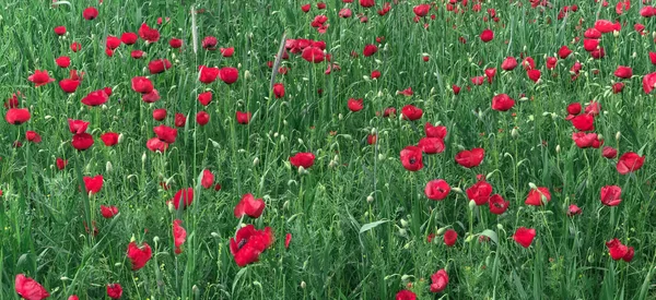 the rare beauties of nature; poppy flowers