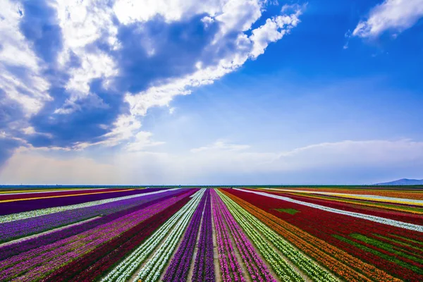 Piantagioni di tulipani colorati, colori fantastici e tulipano cultivatio — Foto Stock