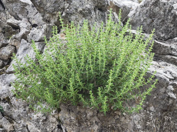 natural health supply thyme plant