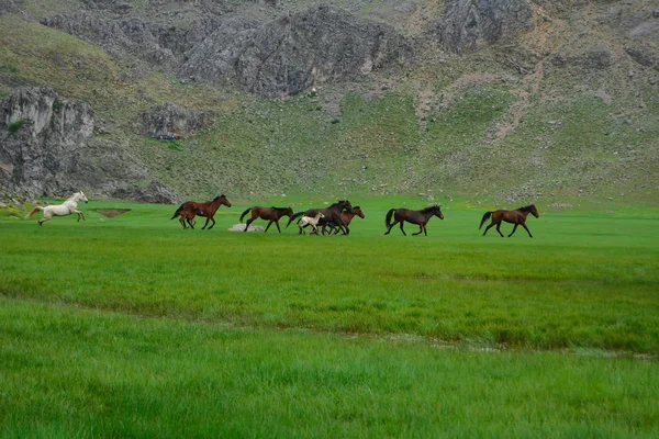 Дикі коні природи, чудовий галоп і весняний сезон — стокове фото