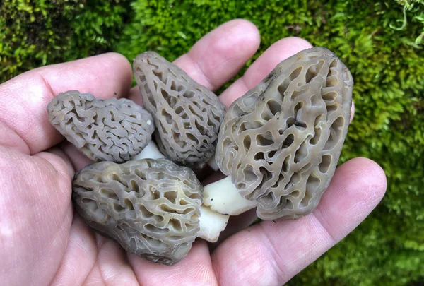 Find valuable mushrooms of the season,spring mushroom season ready — Stock Photo, Image