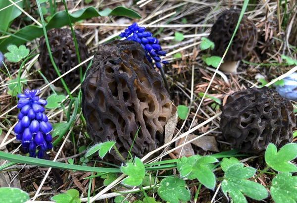 Bellezas de las setas morel maravilloso en la naturaleza — Foto de Stock