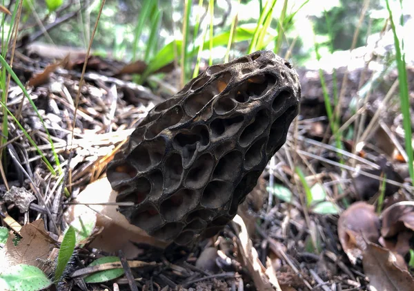 La grande stagione dei funghi di spugnole — Foto Stock