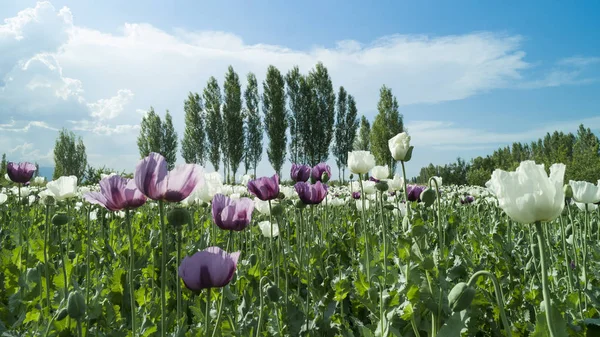 Piantagioni di papavero, acquacoltura e regione agricola — Foto Stock