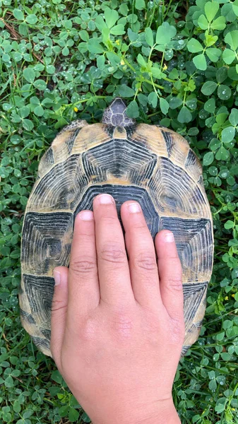 Berøring og kærlighed naturens søde dyreskildpadde - Stock-foto