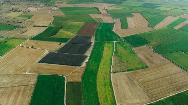 Grandes superficies de producción agrícola, maíz, trigo y remolacha — Foto de Stock