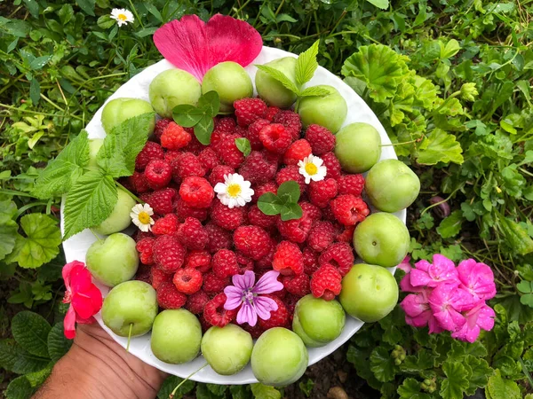 Présentation Framboises Prunes Naturelles Cultivées Dans Jardin — Photo