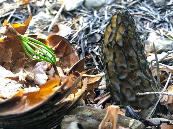 Essbarer Gesunder Und Natürlicher Morchelpilz — Stockfoto