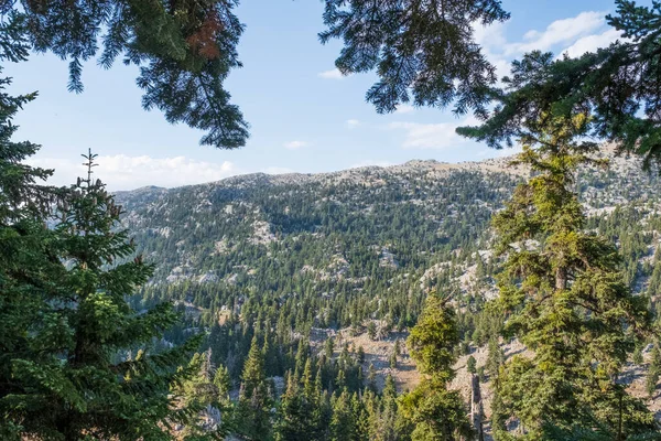 Paisajes Bosques Cipreses Montañas Muy Densas Salvajes —  Fotos de Stock