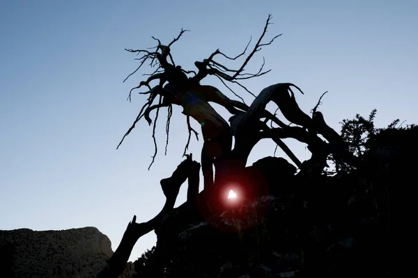 Árbol Enebro Seco Hábitat Acantilados Cimas Montañas —  Fotos de Stock