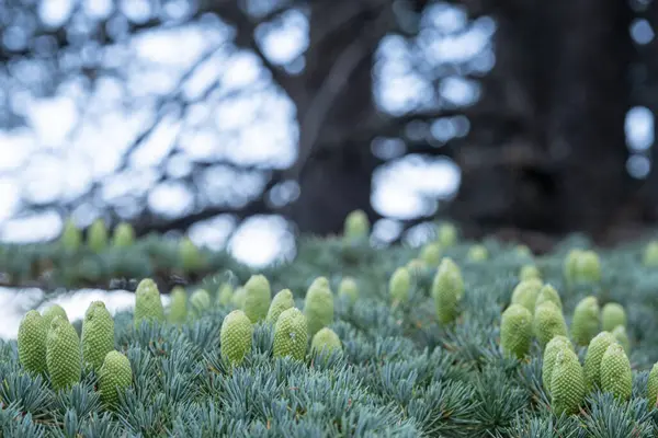 Coni Cedro Freschi Sfondi Crescita Degli Alberi — Foto Stock