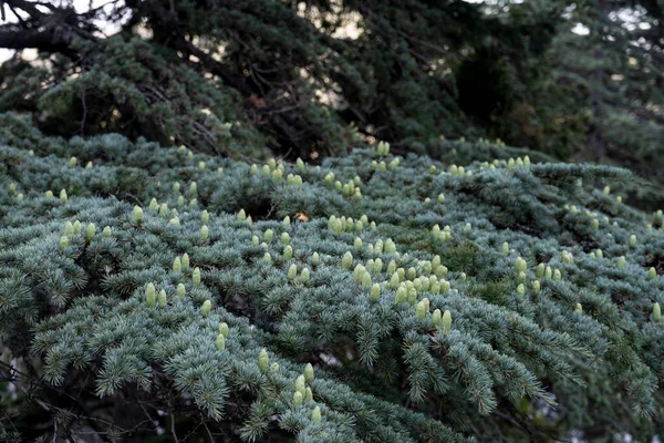 Coni Cedro Freschi Sfondi Crescita Degli Alberi — Foto Stock