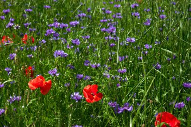 Kırmızıgelincikler yabani tarlada çiçek açar. Seçici odak bulanıklığı olan güzel kırmızı gelincikler. Öğleden sonra yumuşak güneş ışığı, gün batımı. Peyzaj Panoraması.