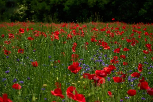 Kwiaty Czerwone Maki Kwitną Dzikim Polu Piękne Tereny Wiejskie Czerwone — Zdjęcie stockowe
