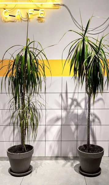Εστιατόριο Και Cafe Εσωτερικό Μοντέρνο Στυλ Σχεδιασμού Διακοσμητικά Φυτά Παλάμες — Φωτογραφία Αρχείου