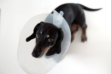 Veteriner plastik Elizabeth yakalı üzgün bir köpek hasta yatıyordu. Köpek tasmalı bir dachshund. Evcil hayvan tedavisi. Köpek ve hayvan operasyonu. Köpekler için veteriner kliniği