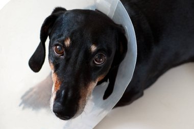 Sad dog lying on a bed sick with vet plastic Elizabethan collar on neck. A dachshund in a dog collar. Treatment of Pets. Operation of dogs and animals. Veterinary clinic for dogs clipart