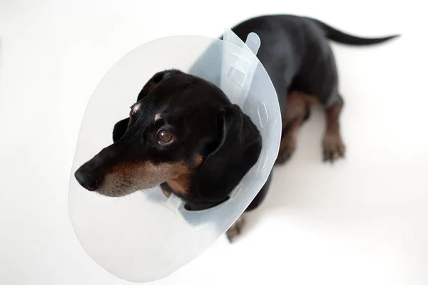Sad dog lying on a bed sick with vet plastic Elizabethan collar on neck. A dachshund in a dog collar. Treatment of Pets. Operation of dogs and animals. Veterinary clinic for dogs