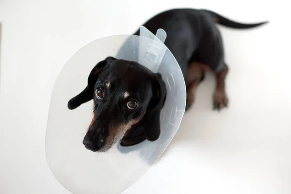 Sad dog lying on a bed sick with vet plastic Elizabethan collar on neck. A dachshund in a dog collar. Treatment of Pets. Operation of dogs and animals. Veterinary clinic for dogs