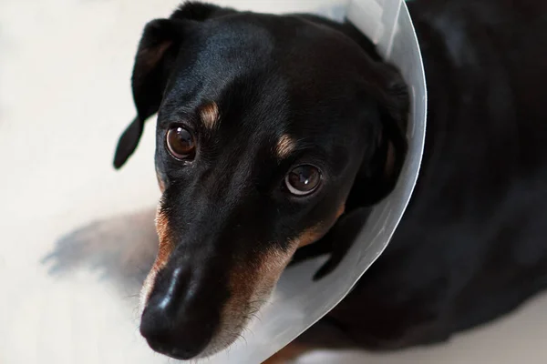 Sad dog lying on a bed sick with vet plastic Elizabethan collar on neck. A dachshund in a dog collar. Treatment of Pets. Operation of dogs and animals. Veterinary clinic for dogs