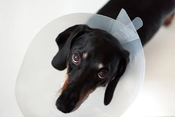 Droevige hond liggend op een bed ziek met veteraan plastic Elizabethaanse halsband om de nek. Een teckel in een hondenhalsband. Behandeling van huisdieren. Werking van honden en dieren. Veterinaire kliniek voor honden Stockfoto