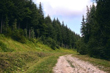 Yazın orman. Güneşli bir günde akçaağaç, meşe, söğüt ve kavak ağaçları arasında bir patika. Güneşli bir günde akçaağaç, meşe ve kavak ağaçları arasındaki karanlık sonbahar orman yolu
