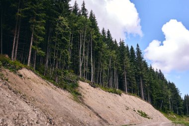 Yazın orman. Güneşli bir günde akçaağaç, meşe, söğüt ve kavak ağaçları arasında bir patika. Güneşli bir günde akçaağaç, meşe ve kavak ağaçları arasındaki karanlık sonbahar orman yolu
