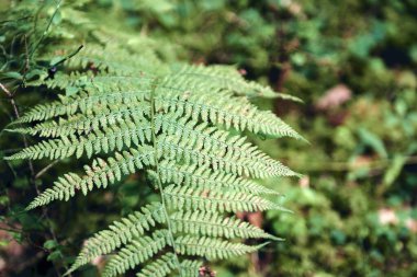 Yeşil eğrelti otları güneş ışığında arka planda kalır. Karanlık sonbahar ya da yaz ormanı. Dağların tepelerinin manzarası. Macera Yolculuğu Konsepti.