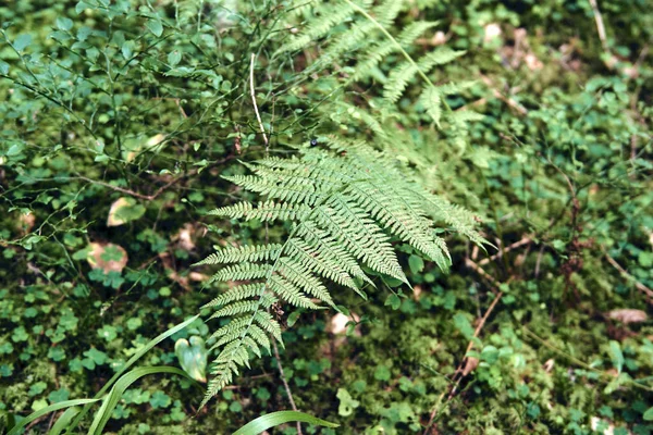 Green Ferns Leaves Background Sunlight Dark Autumn Summer Forest Mountains — Stock Photo, Image