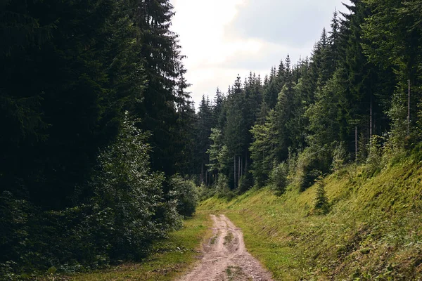 Yazın orman. Güneşli bir günde köknar ve çam ağacı arasında bir patika. Karanlık sonbahar ormanı. Vahşi dağda yürüyüş. Macera Yolculuğu Konsepti.