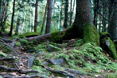 Sis içindeki güzel gizemli sonbahar ormanı. Köknar ve çam ağacı arasında bir yol. Yeşil çimenler ve kayalık yosun taşlarıyla vahşi dağların renkli manzarası. Düş gibi sisli ormanda yolu olan manzara. Ekim 'de sonbahar renkleri. Doğa geçmişi. Yerel tra