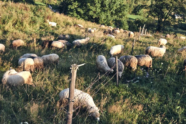 Πρόβατα τρώνε χορτάρι στα βουνά. Ορεινοί λόφοι τοπίο κατά τη διάρκεια μιας ηλιόλουστης ημέρας. Τοπική ταξιδιωτική έννοια. Οικολογική ύπαιθρο — Φωτογραφία Αρχείου