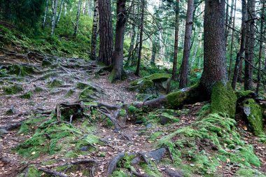 Sis içindeki güzel gizemli sonbahar ormanı. Köknar ve çam ağacı arasında bir yol. Vahşi dağlarda kayalık yosun taşlarının etrafında ağaç kökleri olan renkli yeşil bir manzara. Düş gibi sisli ormanda yolu olan manzara. Ekim 'de sonbahar renkleri. Doğa geçmişi. Ben...