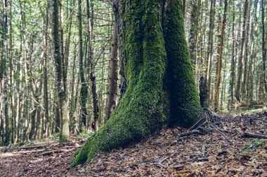 Sis içindeki güzel gizemli sonbahar ormanı. Köknar ve çam ağacı arasında bir yol. Yeşil çimenler ve kayalık yosun taşlarıyla vahşi dağların renkli manzarası. Düş gibi sisli ormanda yolu olan manzara. Ekim 'de sonbahar renkleri. Doğa geçmişi. Yerel tra