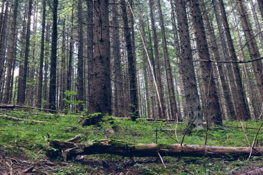 Sis içindeki güzel gizemli sonbahar ormanı. Köknar ve çam ağacı arasında bir yol. Yeşil çimenler ve kayalık yosun taşlarıyla vahşi dağların renkli manzarası. Düş gibi sisli ormanda yolu olan manzara. Ekim 'de sonbahar renkleri. Doğa geçmişi. Yerel tra