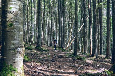 Sis içindeki güzel gizemli sonbahar ormanı. Köknar ve çam ağacı arasında bir yol. Yeşil çimenler ve kayalık yosun taşlarıyla vahşi dağların renkli manzarası. Düş gibi sisli ormanda yolu olan manzara. Ekim 'de sonbahar renkleri. Doğa geçmişi. Yerel tra
