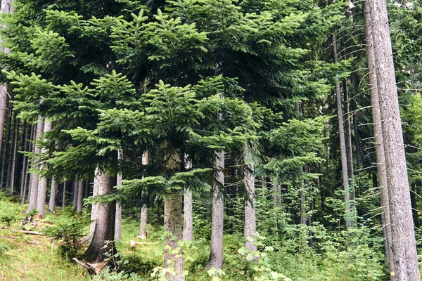 在阳光明媚的日子里 群山群山环抱着蓝天云彩 黑暗的秋天树 夏天的森林在荒山中远足 冒险及本地旅行概念 — 图库照片