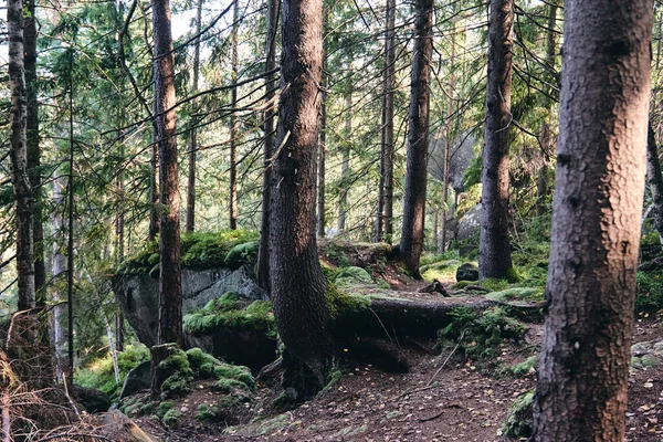 Gyönyörű Misztikus Sötét Őszi Erdő Ködben Egy Ösvény Fenyő Fenyő — Stock Fotó